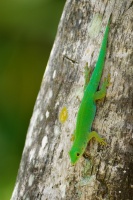 Felsuma - Phelsuma sundbergi - Seychelles Giant Day Gecko o1327